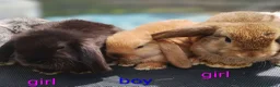 Mini Lop rabbits for sale: Pure mini lop Bunny ready from 12/06 - Advert 6