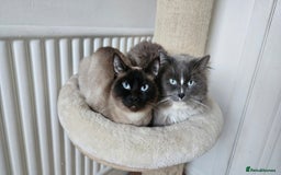 Ragdoll cats for sale: Ragdoll X babies. - Image 1