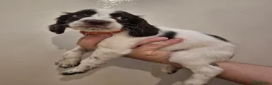 Sprocker 3
