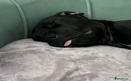 Staffordshire Bull Terrier dogs for sale: Beautiful Staffy Girl - Image 14