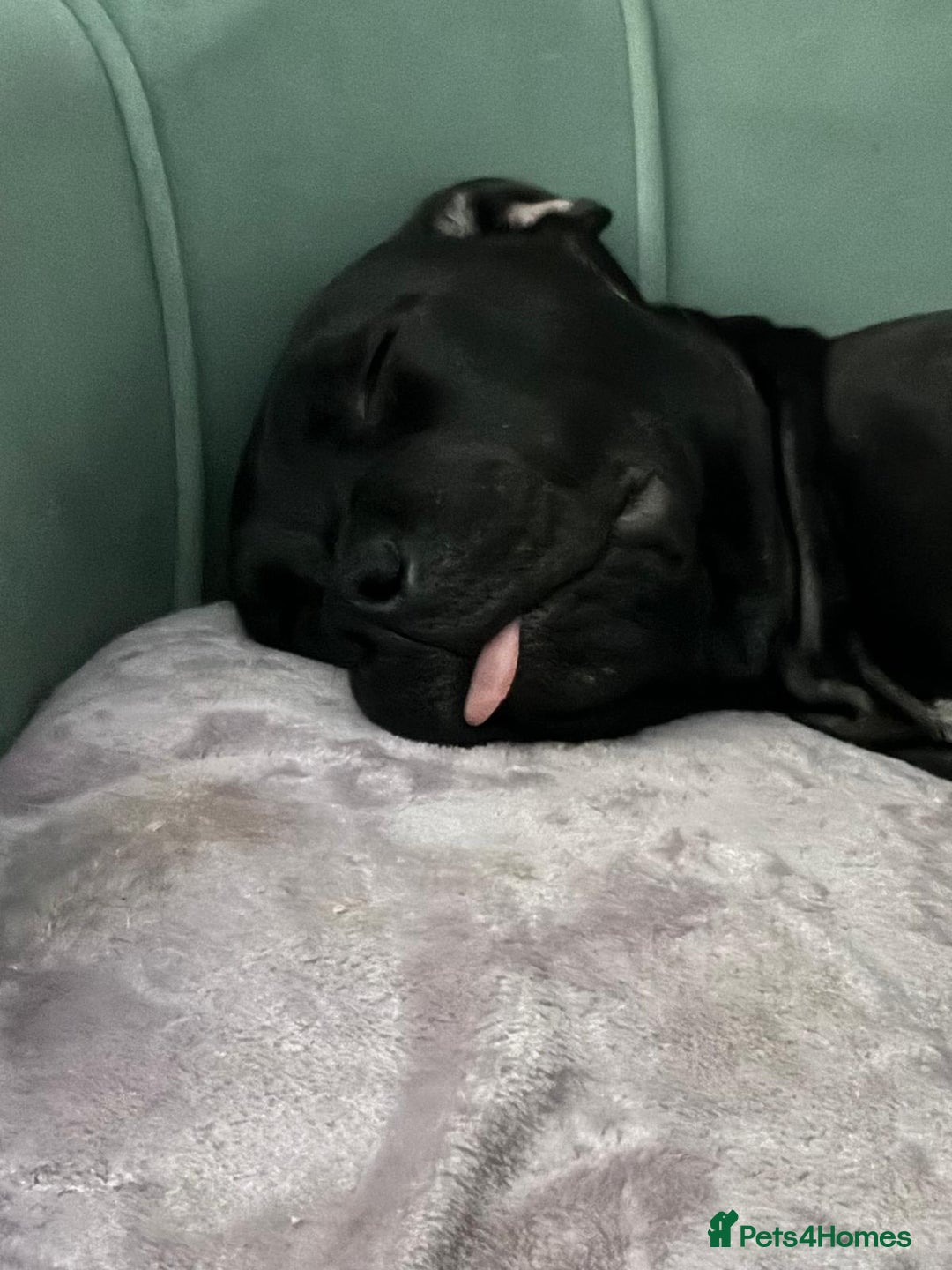 Staffordshire Bull Terrier dogs for sale: Beautiful Staffy Girl - Image 14