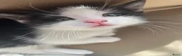 Mixed Breed cats for sale: Kittens ready for new homes  - Advert 7