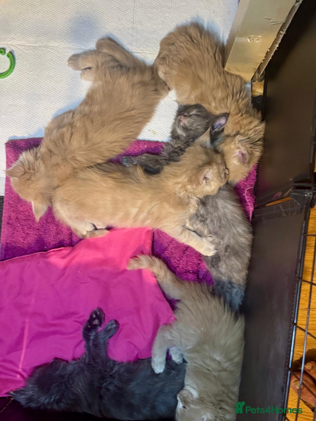 Maine Coon cats for sale: ✨Stunning Maine Coon Kittens✨ - Image 16
