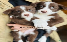 Border Collie dogs for sale: Pure Bred Border Collie Puppies For Sale - Image 17