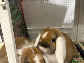 Mini Lop rabbits X2 Mini Lop Male Rabbits - Advert 1