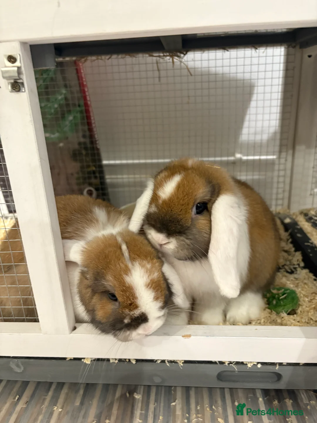 Mini Lop rabbits for sale: X2 Mini Lop Male Rabbits  - Advert 1
