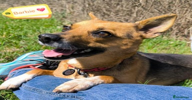 Mixed Breed dogs - Advert 3