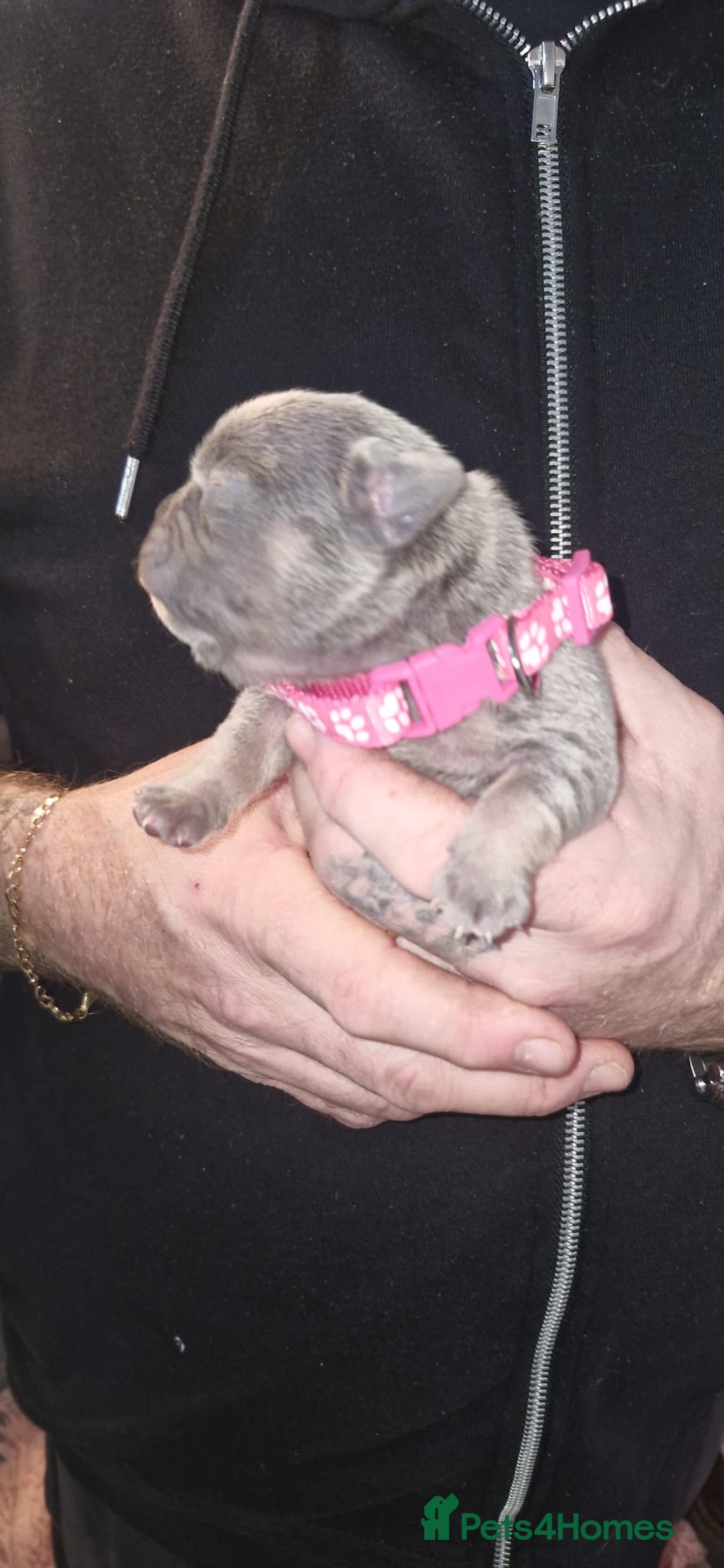 French Bulldog dogs for sale: Beautiful French bulldog puppies  - Advert 8