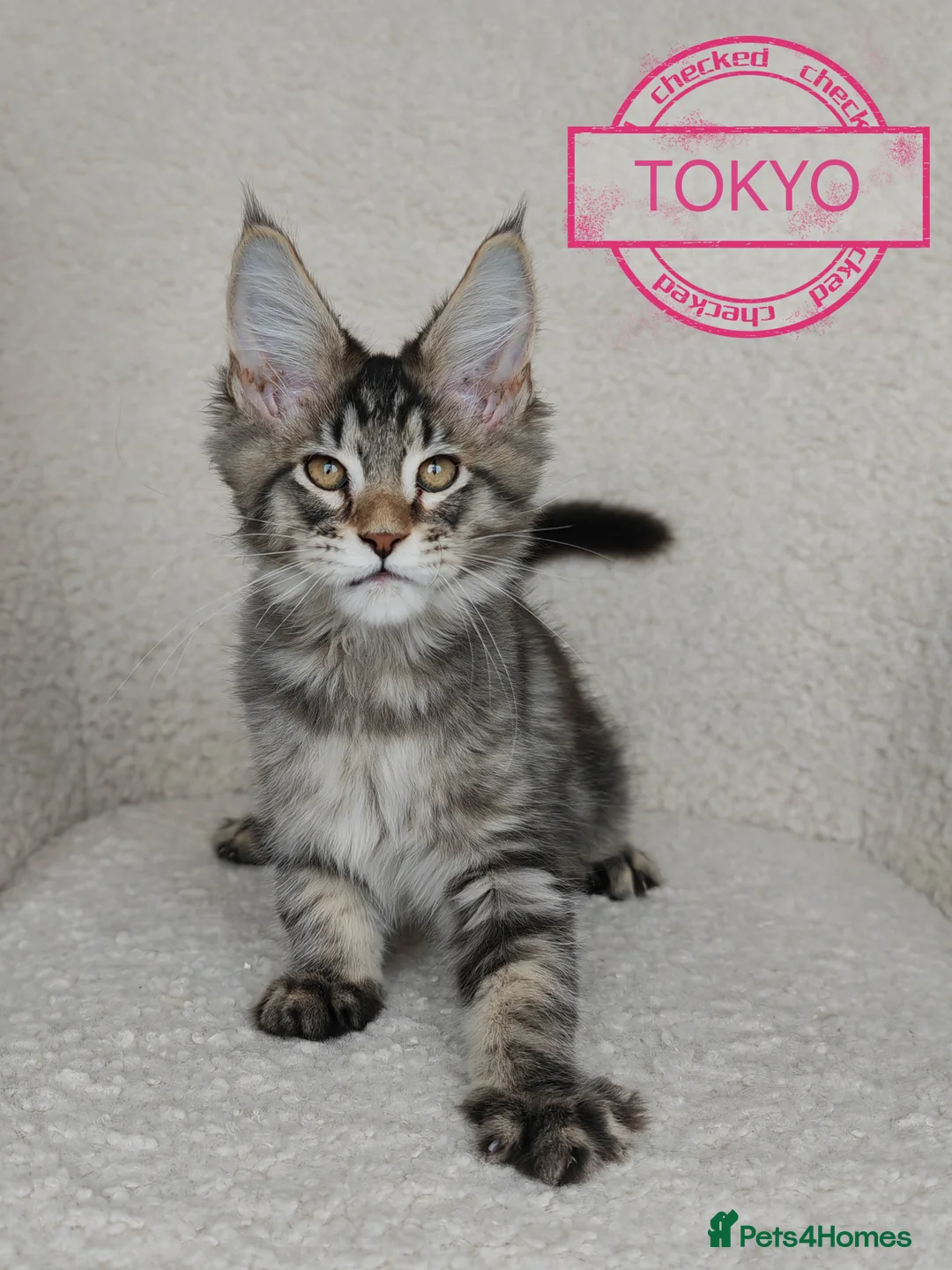 Maine Coon cats for sale: Full pedigree Maine Coon kittens - Advert 10