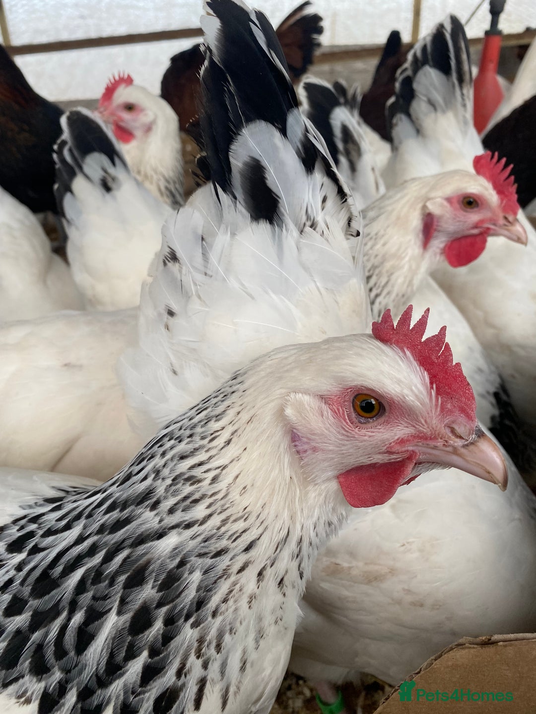 Chickens poultry for sale: Light Sussex  - Advert 9