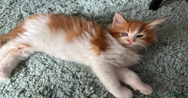Maine Coon cats - Advert 15