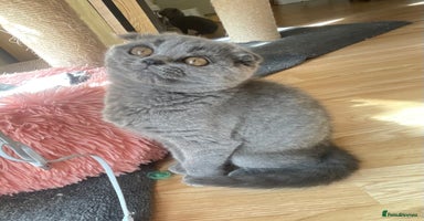 Scottish Fold cats - Advert 7