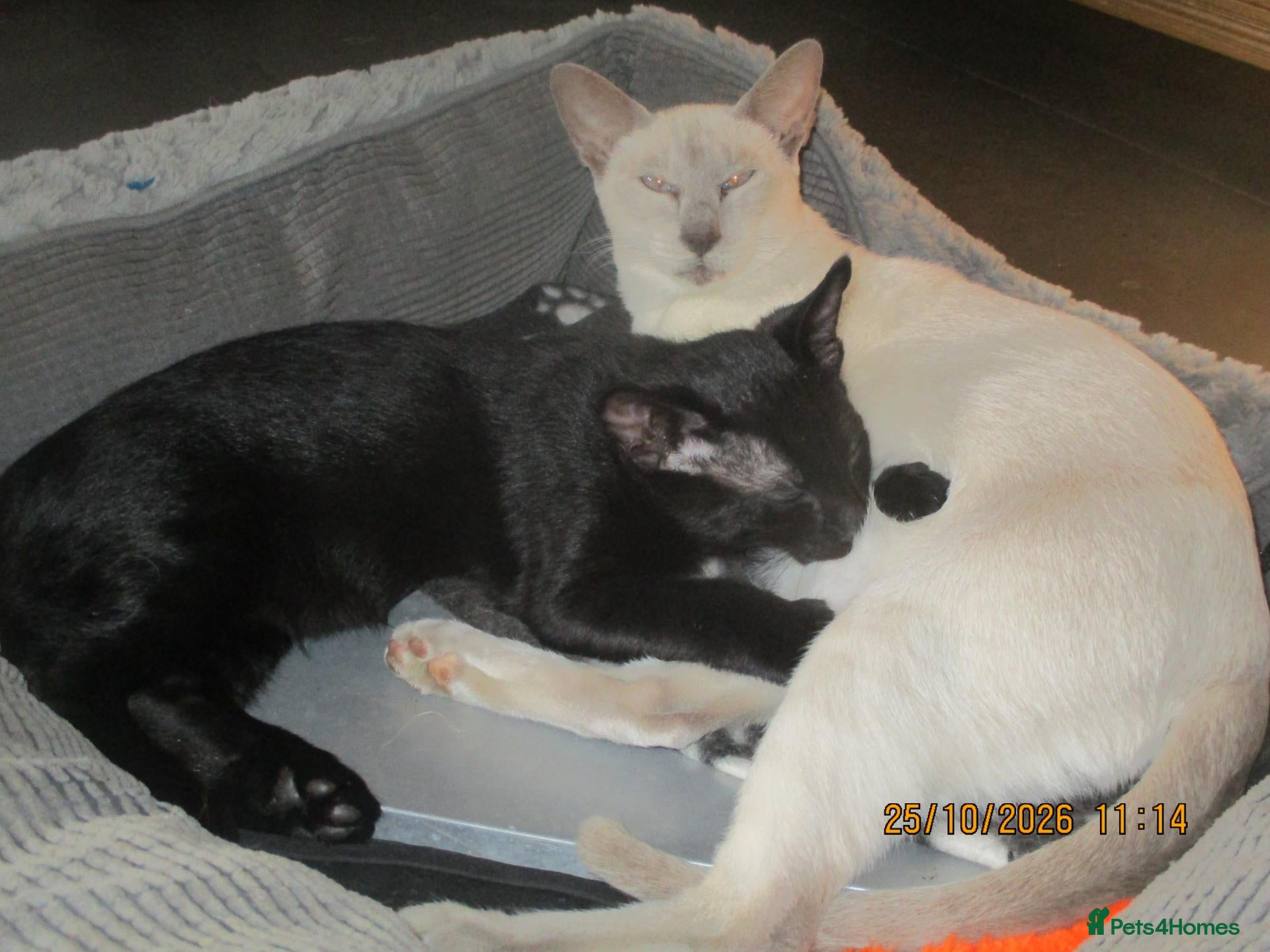 Siamese cats for sale: siamese cross boy kitten - Advert 14