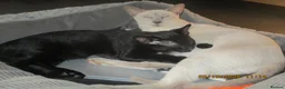 Siamese cats for sale: siamese cross boy kitten - Advert 1