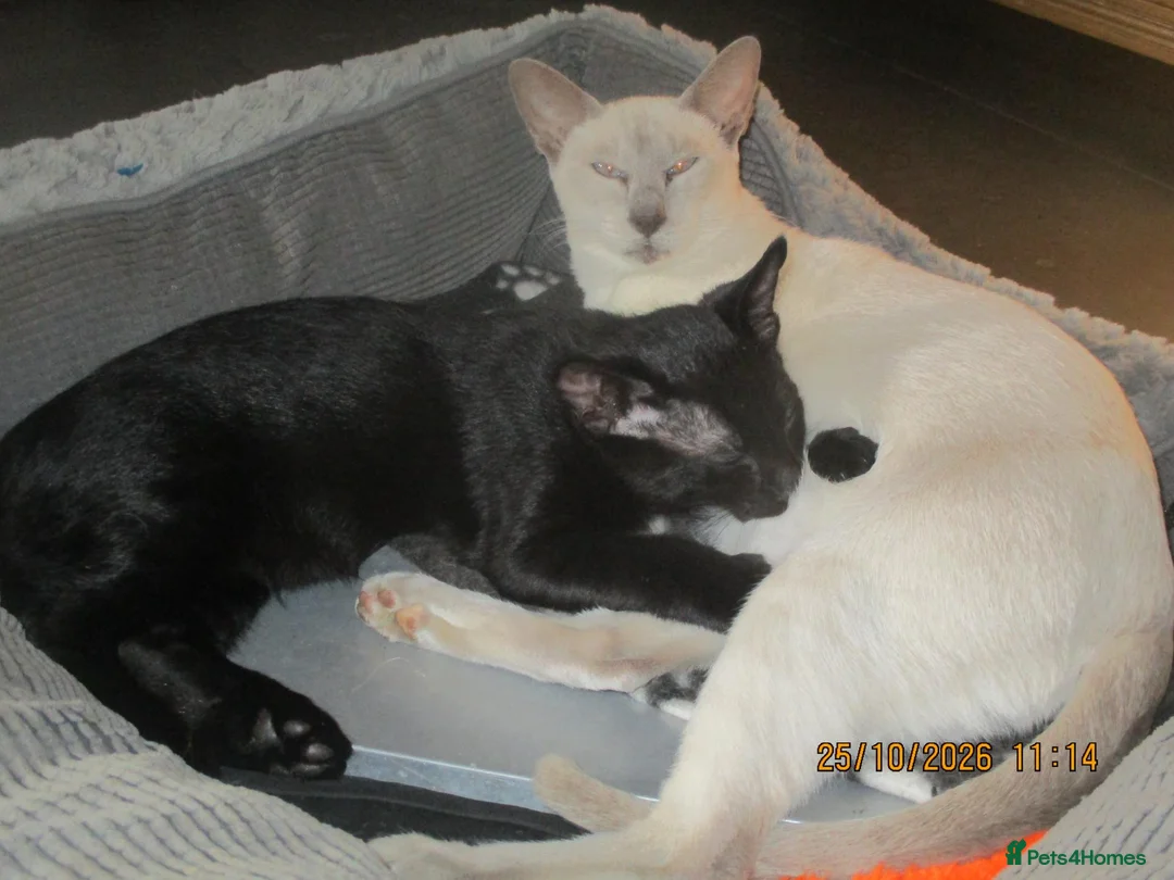 Siamese cats for sale: siamese cross boy kitten - Advert 1