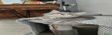 Nebelung 2
