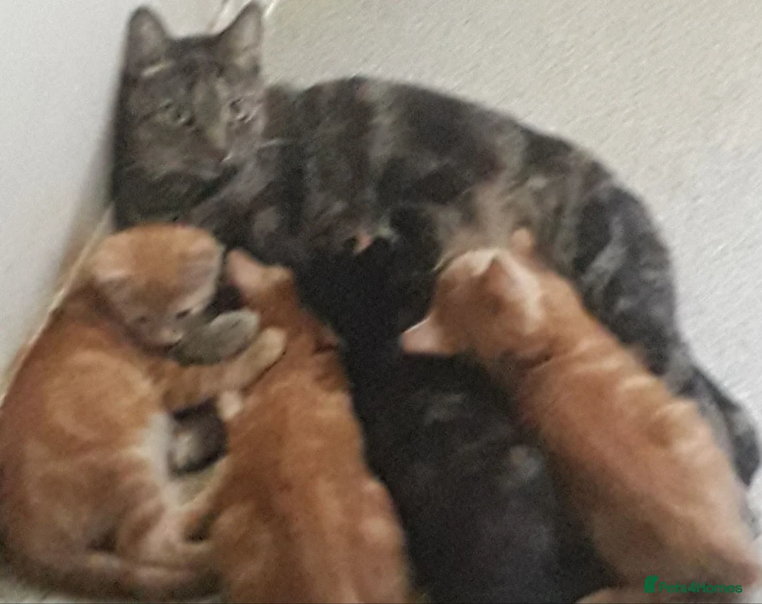 British Shorthair cats for sale: Male and female kittens  in Amersham - Advert 2