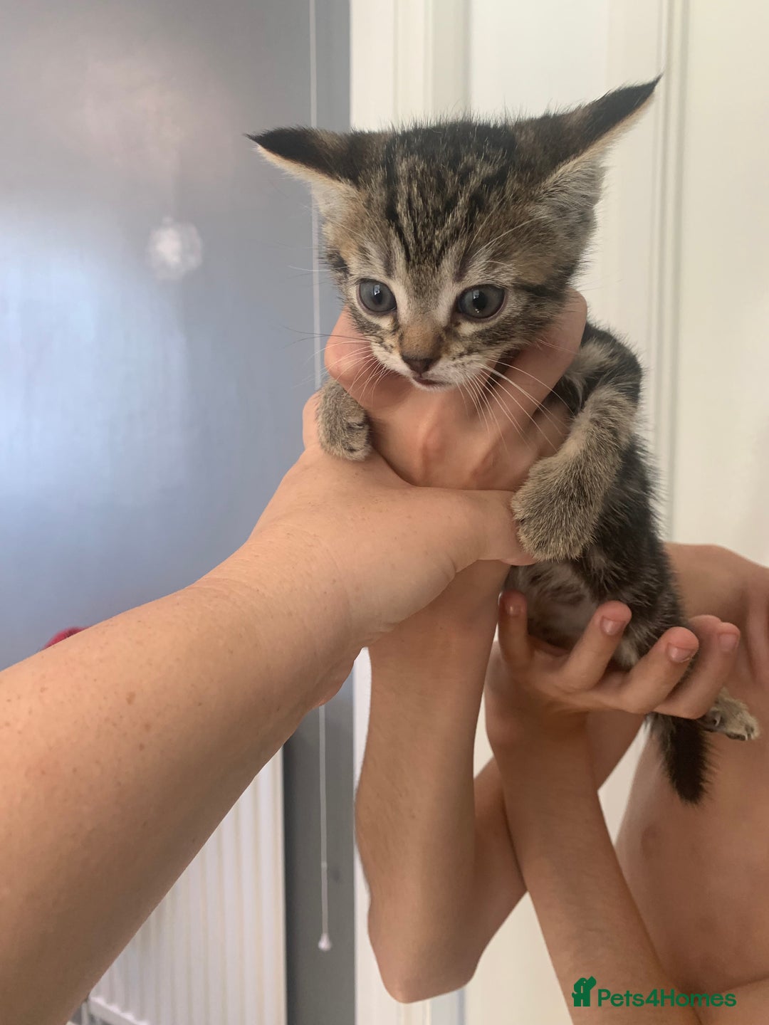 Mixed Breed cats for sale: Boy kitten looking for he’s for ever home  - Image 9
