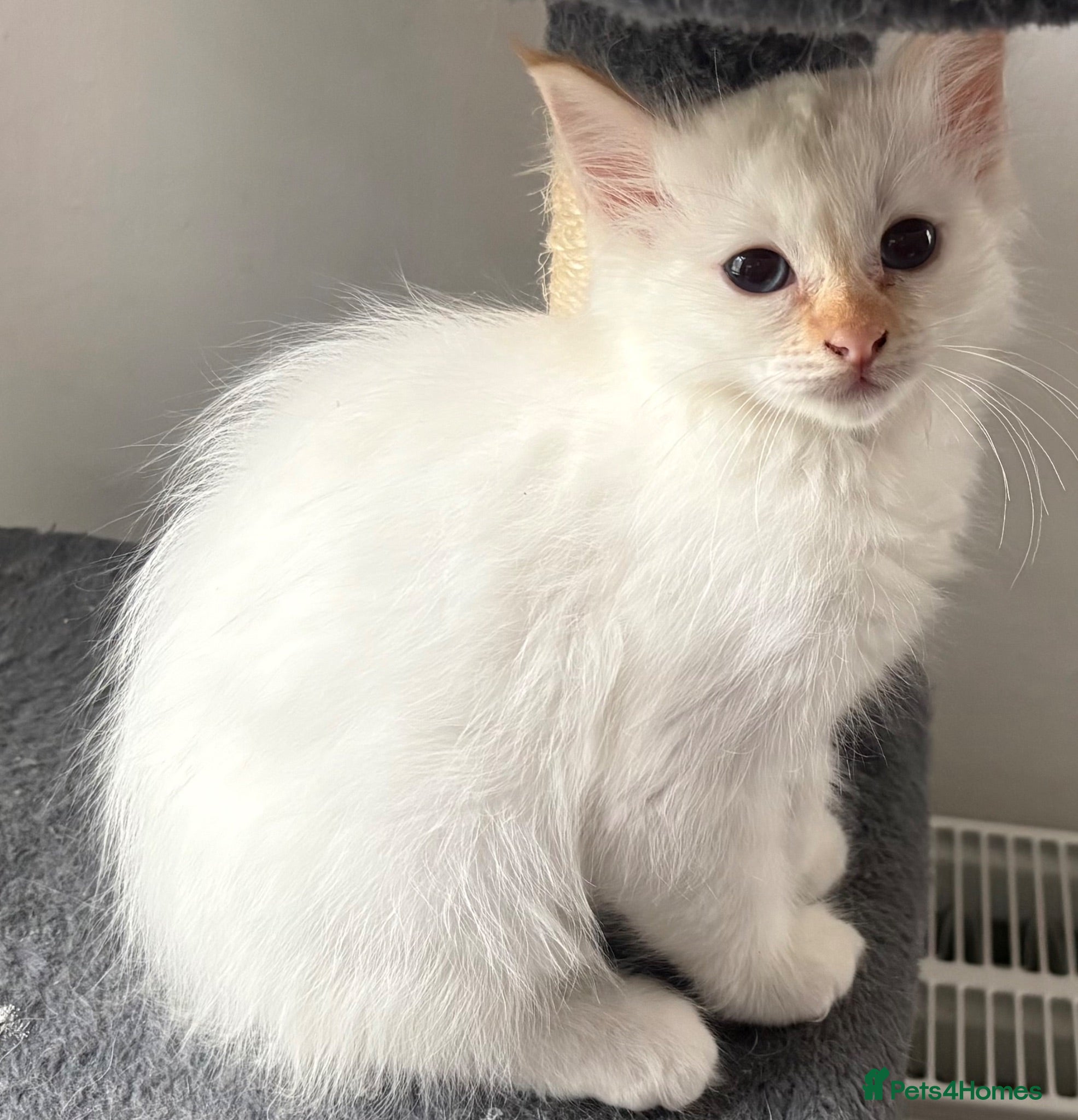 Birman cats Adorable GCCF registered Birman kittens - Advert 5