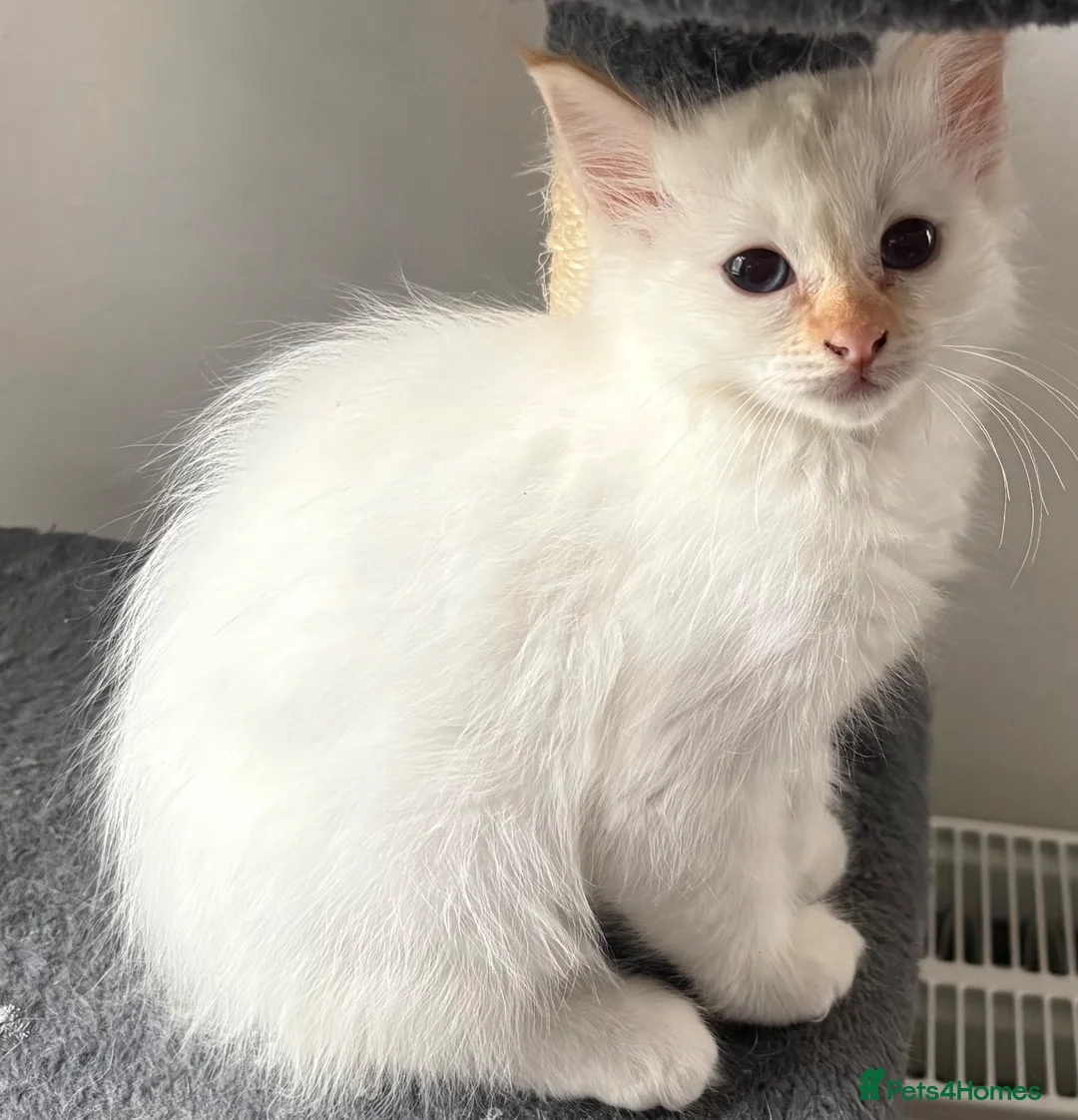 Birman cats for sale: Adorable GCCF registered Birman kittens - Advert 1
