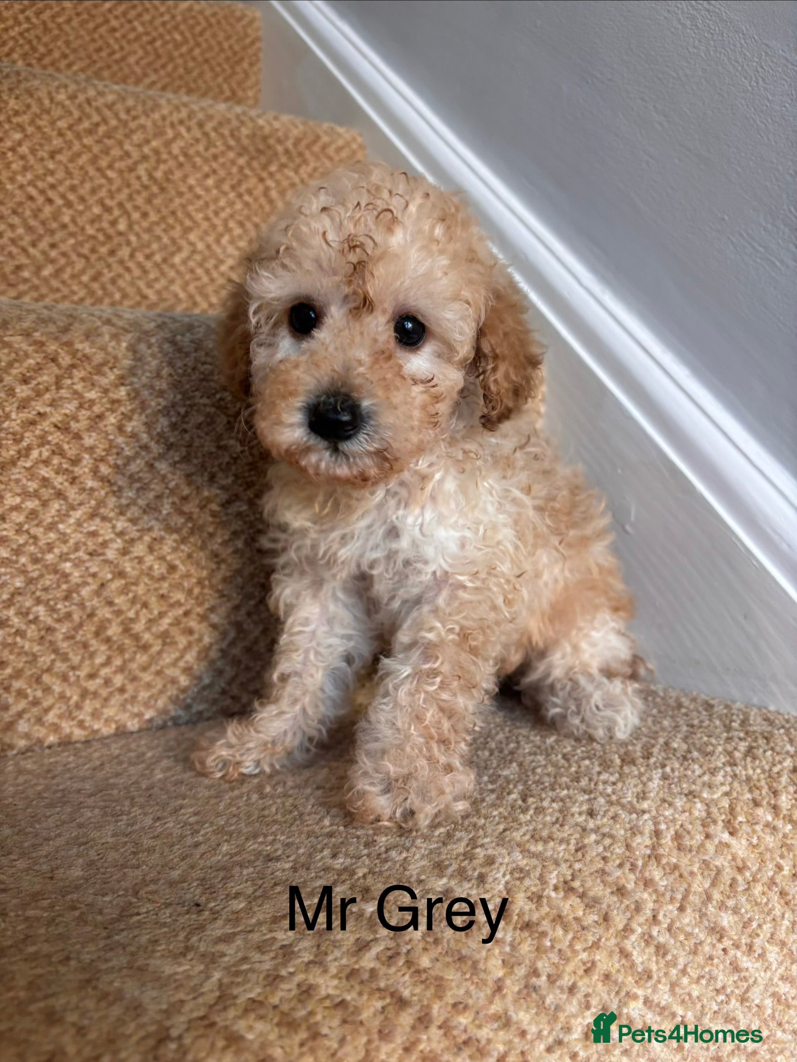 Cavapoo dogs X2 Beautiful F1b Cavapoo puppies remaining  - Advert 11