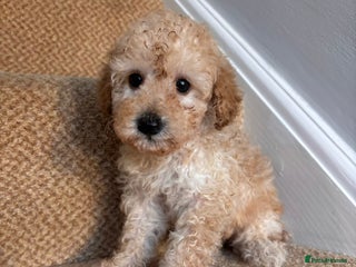 Cavapoo dogs X2 Beautiful F1b Cavapoo puppies remaining - Advert 11