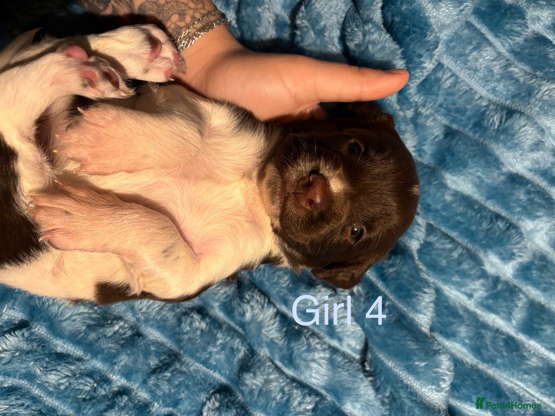 English Springer Spaniel dogs for sale: ✨ KC Registered English Springer Spaniel Puppies ✨ - Advert 10