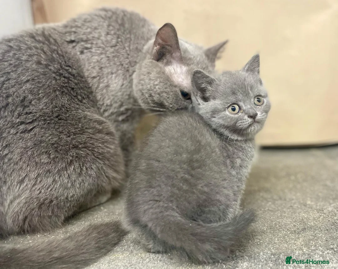 British Shorthair cats for sale: British shorthair kittens  - Advert 2