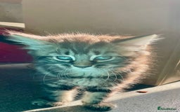 Mixed Breed cats for sale: 1 boy 2 girls  - Image 1