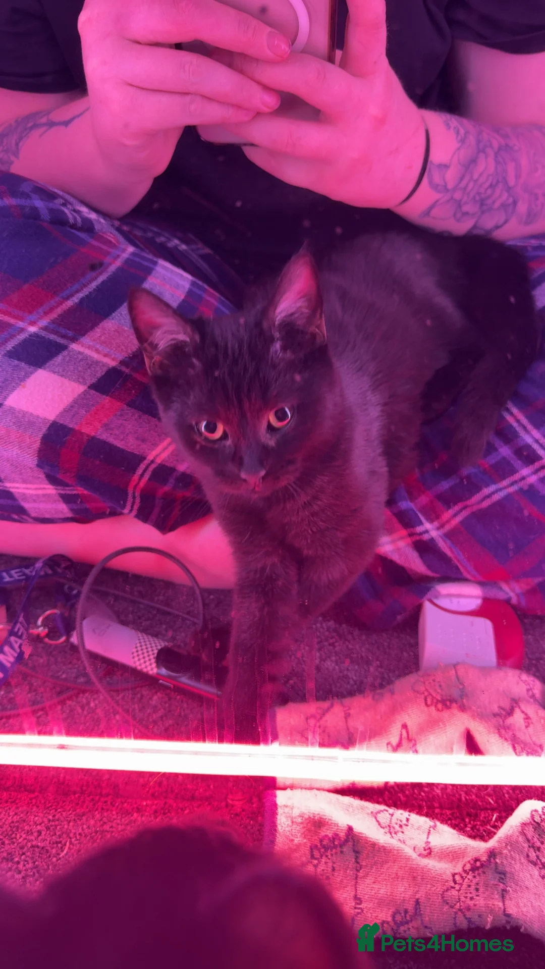 Mixed Breed cats for sale: Black Kitten  - Advert 3