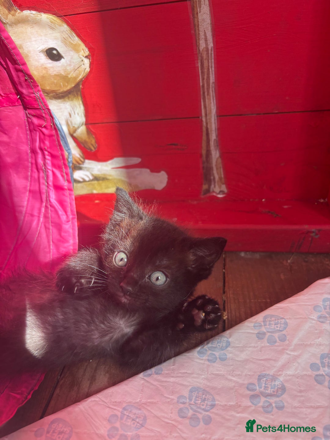 Domestic Shorthair cats for sale: Ragdoll/domestic short hair boys ready now - Image 3