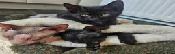Sphynx cats for sale: Sphynx cross - Advert 3