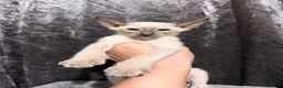 Siamese cats for sale: 5 adorable Siamese kittens available  - Advert 12