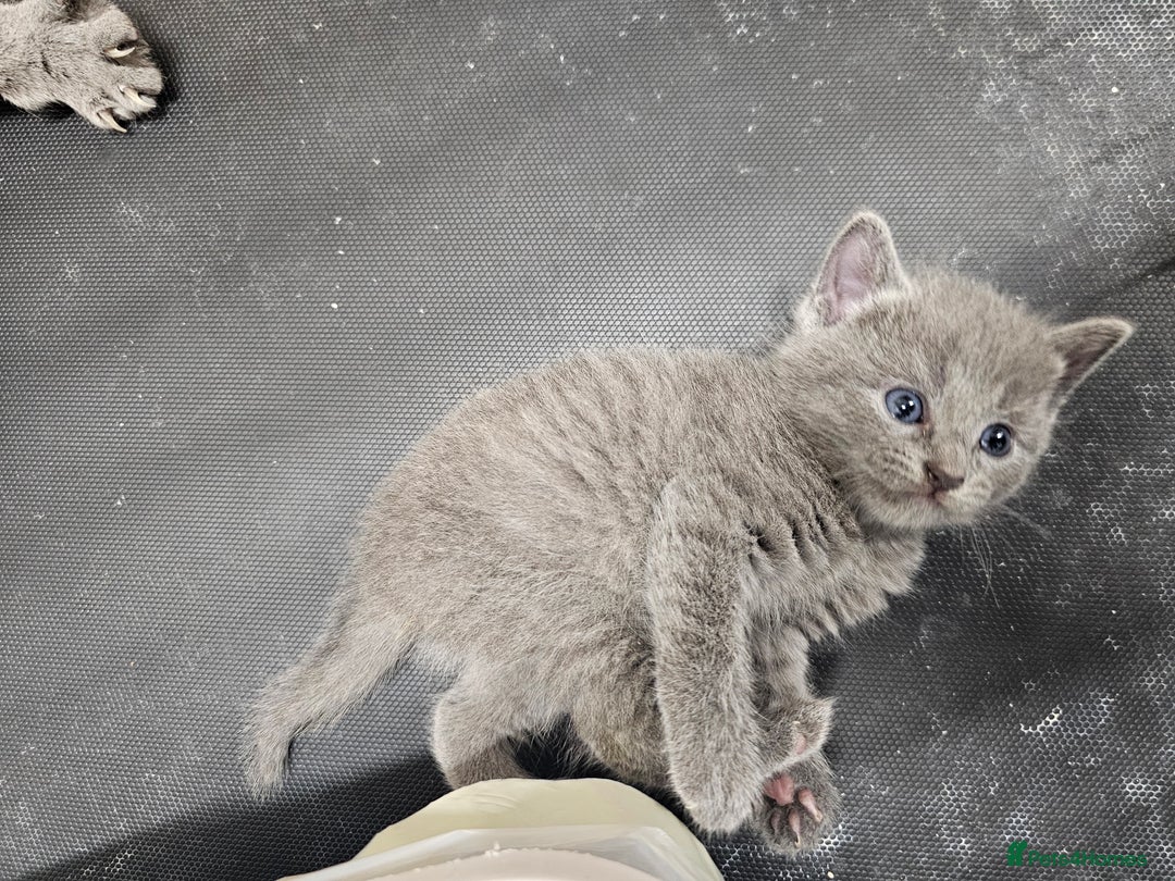 Russian Blue cats for sale: Beautiful Russian Blue cross kittens  - Image 10