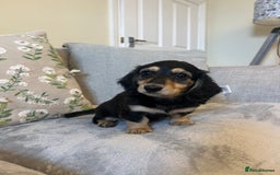 Miniature Dachshund dogs for sale: READY NOW Miniature long hair dachshund  - Image 23