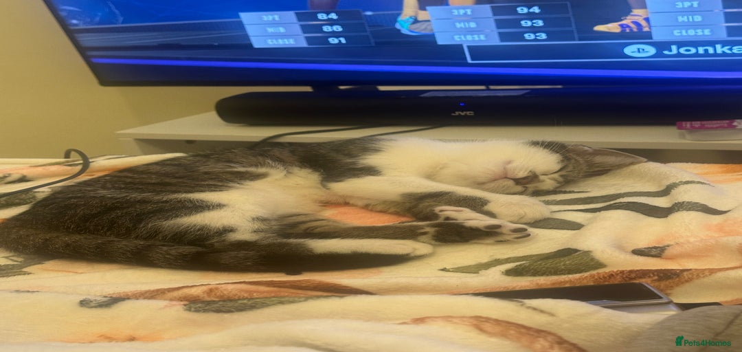 Gallery Image {{count}}