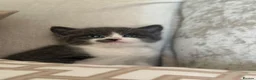 Mixed Breed cats for sale: Two kittens from our family pet  in Turriff - Advert 5