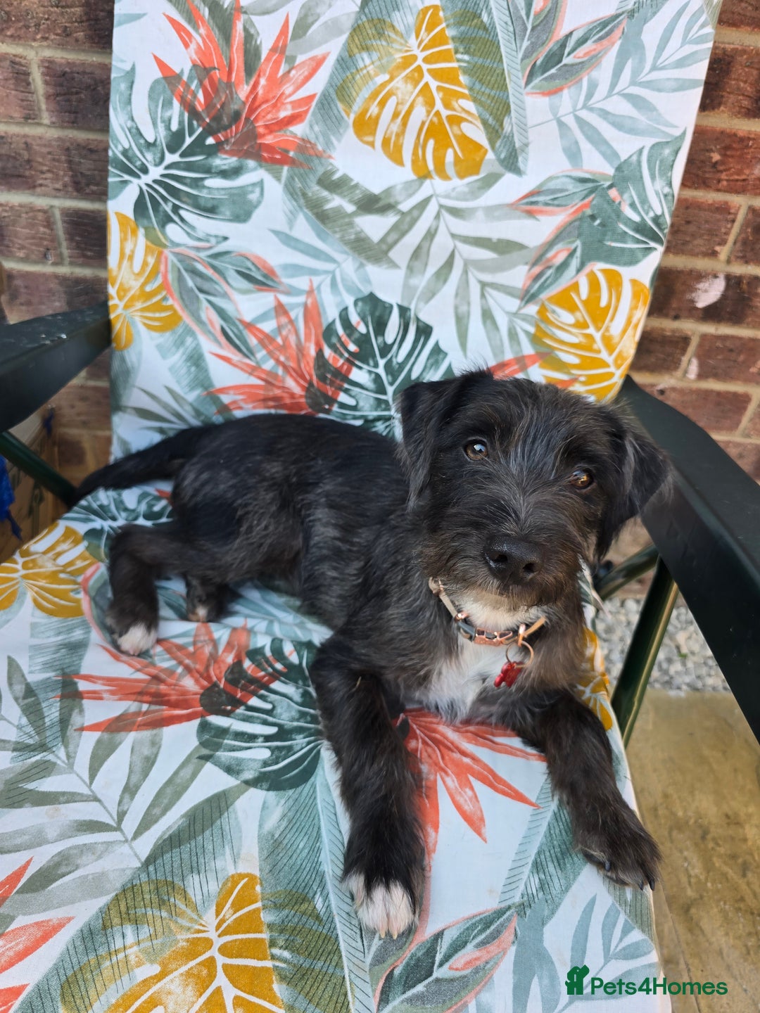 Jack Russell dogs for sale: Beautiful Jack russell  - Image 1