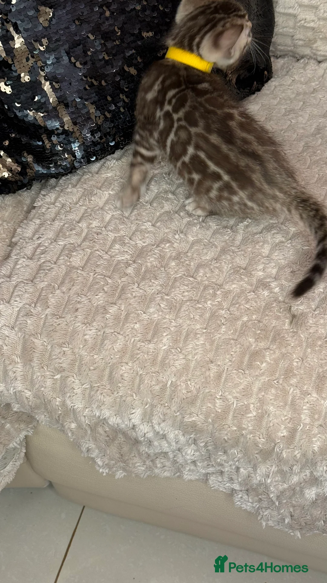 Bengal cats for sale: Pure Bengal kittens for sale just 2 boys left.  - Advert 20