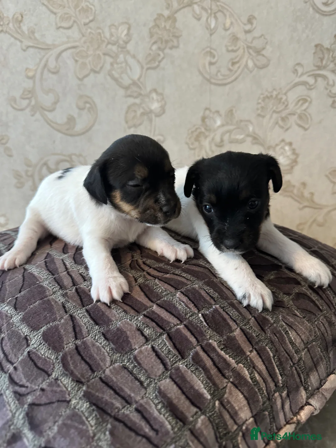 Jack Russell dogs for sale: Jack Russell Puppies For Sale  in Poole - Advert 2