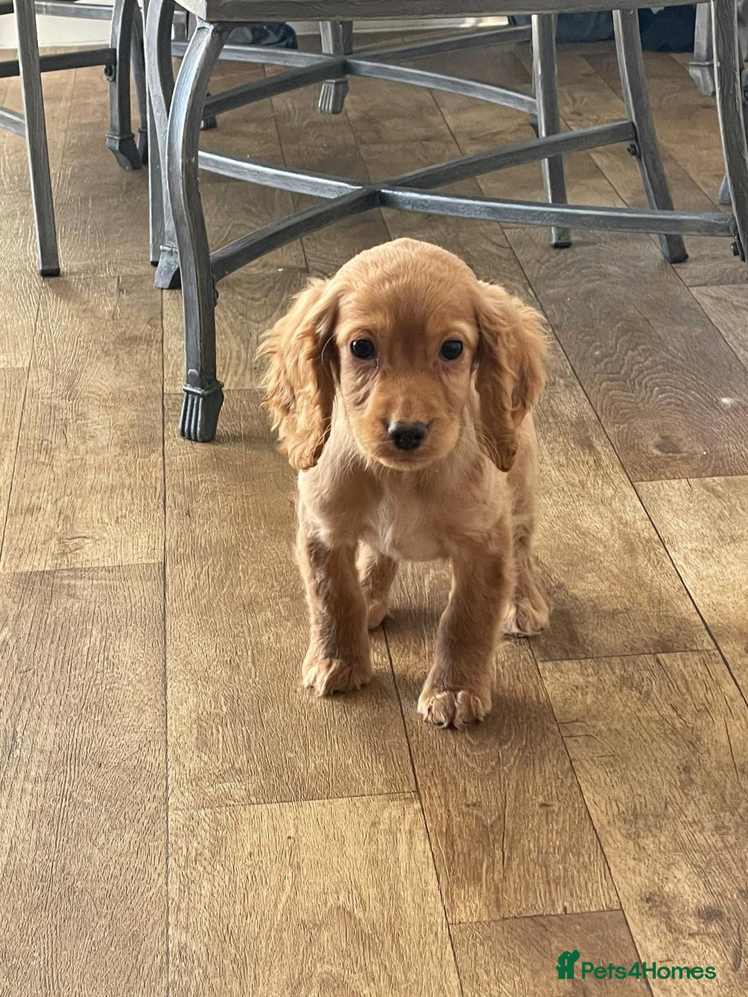 Cocker Spaniel dogs for sale: Stunning red cocker spaniel pups - Advert 10