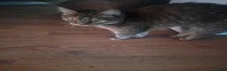 Mixed Breed cats for sale: 8½-Year-Old Tabby Cat Looking for a  Forever Home  - Advert 3