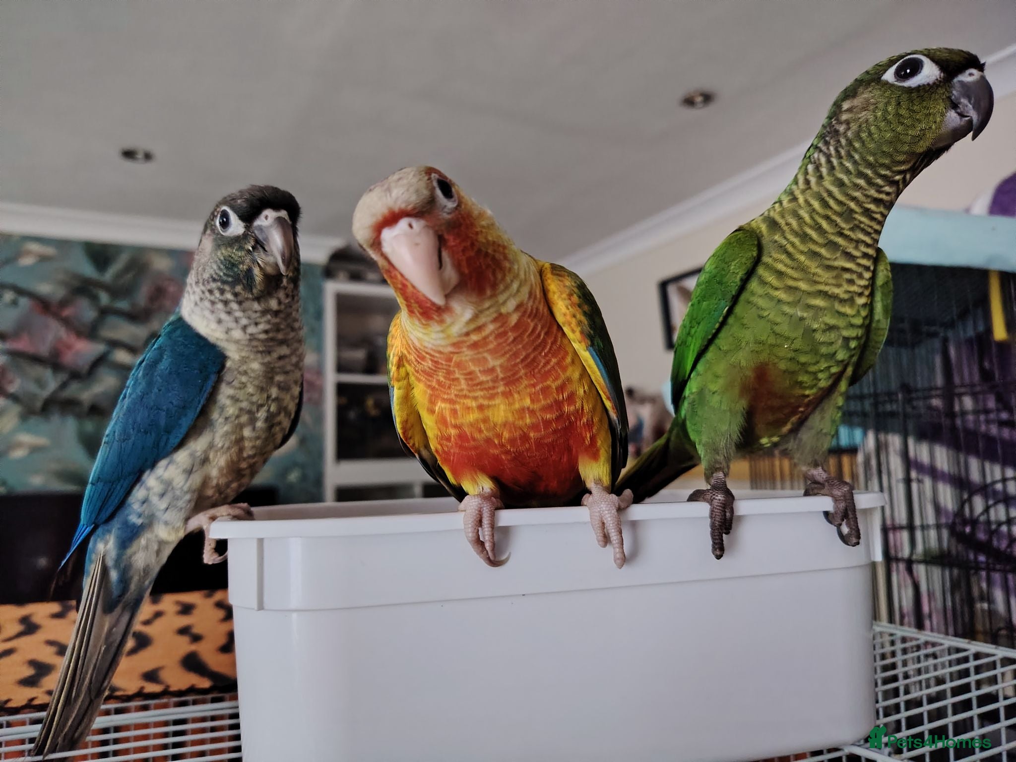 Conures birds Handreared conures, cockatiels, pair senegals - Advert 8