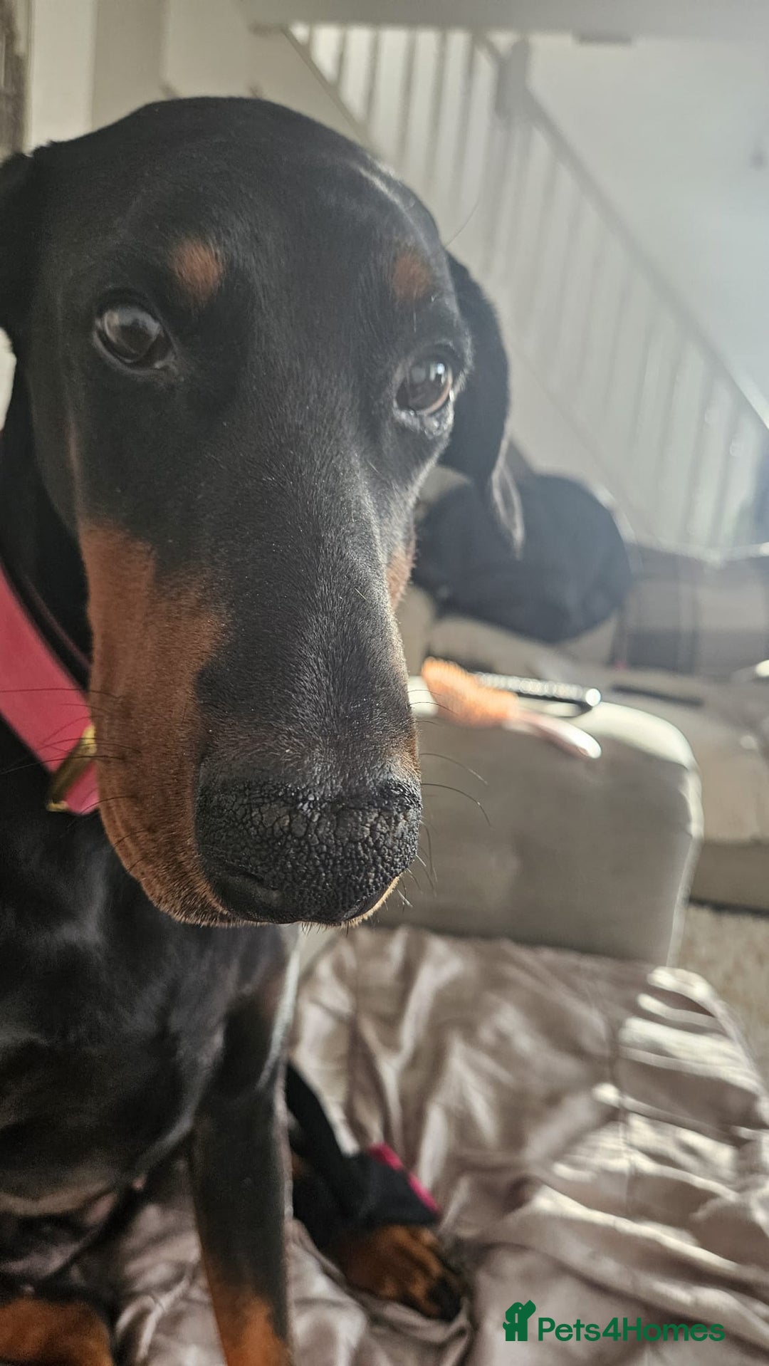 Dobermann dogs for sale: Loving doberman to loving home only. - Image 4