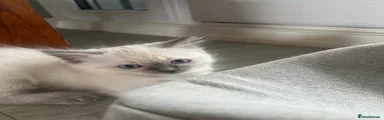 Ragdoll 4