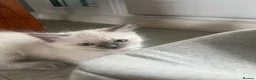 Ragdoll cats for sale: 8 gorgeous ragdoll kittens for sale - Advert 6