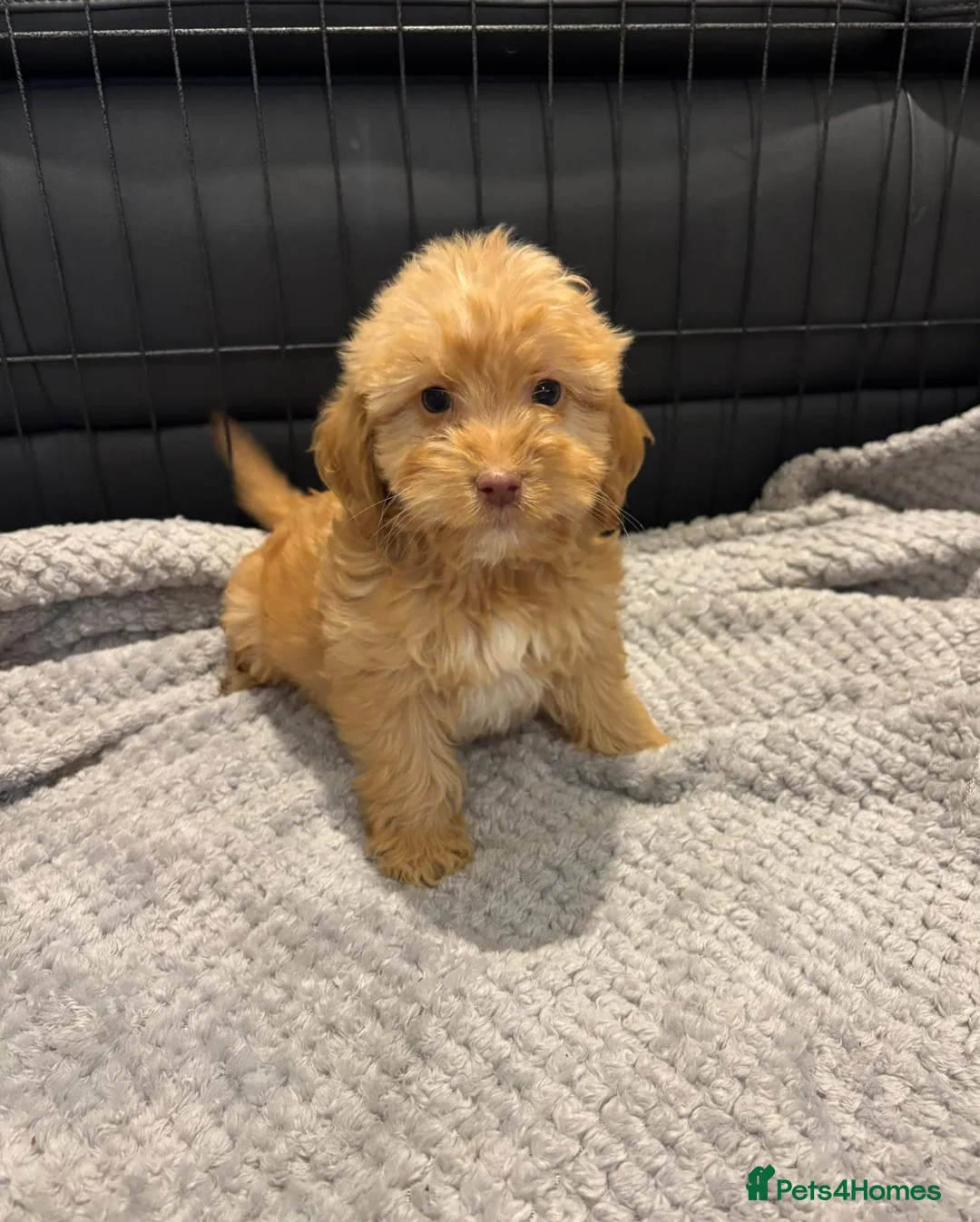 Cockapoo dogs for sale: Cockapoo Puppies Ready Now - Advert 2