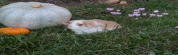 Mini Lop rabbits for sale: Stunning Home-Raised Mini Lops- mixed litter - Advert 6