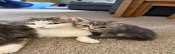 British Longhair cats for sale: Long haired kittens  - Advert 3