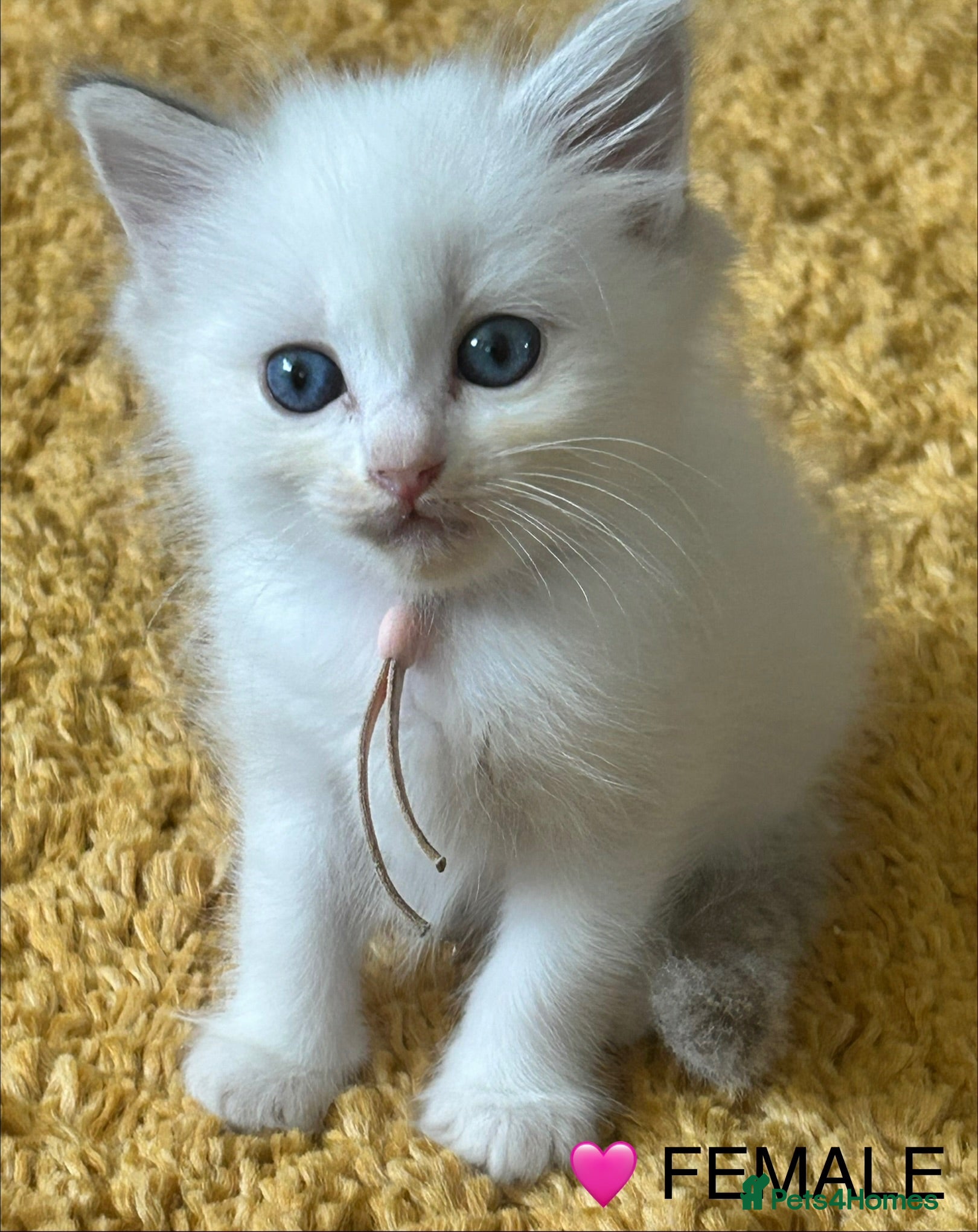 Ragdoll cats 😻 UPCOMING LITTER BI COLOUR/LYNX KITTENS 😻 - Advert 2